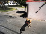 dogs latin america collision