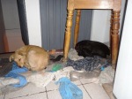 dogs latin america sleeping clothes