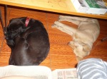 dogs latin america sleeping sala 2
