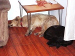 dogs latin america sleeping
