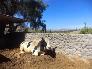 toro-arequipeno-pelea-sabandia-molino arequipa peru